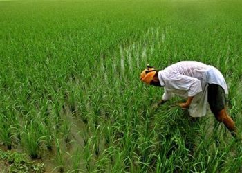 An Indian farmer inspects his paddy field in Taragarh village, 25 km (16 miles) from the northern Indian city of Amritsar, July 1, 2005.  REUTERS/Munish Sharma