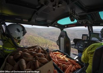 ഓപ്പറേഷൻ റോക്ക് വാല്ലബി : കാട്ടുതീയിൽ അവശേഷിച്ച മൃഗങ്ങൾക്ക് ഹെലികോപ്റ്ററിൽ ഭക്ഷണമെത്തിച്ച് ഓസ്ട്രേലിയൻ സർക്കാർ