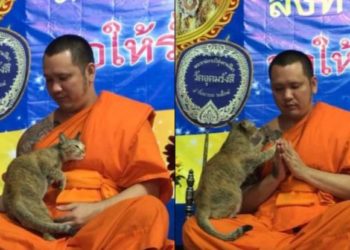 സന്യാസിയുടെ ധ്യാനം തടയാന് പൂച്ച: പിന്നീട് സംഭവിച്ചത്-വീഡിയൊ