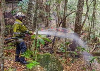 കാട്ടുതീയിൽ നിന്നും രക്ഷപെടുത്താൻ വൃക്ഷ മുത്തച്ഛന്മാർക്ക് മുൻകരുതൽ : ഓസ്ട്രേലിയ പരിരക്ഷിച്ചത് ജുറാസിക് യുഗത്തിലെ വൃക്ഷങ്ങളെ