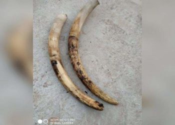 വയനാട്ടിൽ ആനക്കൊമ്പുമായി കോൺഗ്രസ് നേതാവും സഹായികളും പിടിയിൽ : പിടികൂടിയത് വയനാട് ഡി. എഫ്.ഒ