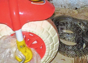 അങ്കണവാടിയ്ക്കുള്ളിൽ പാമ്പിനെ കണ്ടെത്തി : പാമ്പുണ്ടായിരുന്നത് കളിപ്പാട്ടങ്ങൾ സൂക്ഷിക്കുന്ന മുറിയിൽ