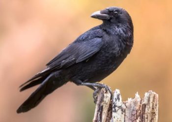 “കോഴിയിറച്ചിയുടെ കൂടെ കാക്കയിറച്ചി കലർത്തി വിറ്റു : തമിഴ്നാട്ടിൽ രണ്ടുപേർ അറസ്റ്റിൽ”