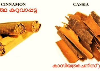 കറുവാപ്പട്ട നിസാരക്കാരനല്ല, പ്രമേഹം മുതല് ഹൃദയരോഗം വരെ പടികടത്തും: പക്ഷേ അറിയേണ്ട ചിലതുകള് കൂടിയുണ്ട്…