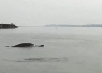 ഗംഗാജലം കുടിക്കാൻ യോഗ്യമെന്ന് സാക്ഷ്യപ്പെടുത്തി പ്രകൃതിയും : ദേശീയ ജലജീവിയായ ഡോൾഫിൻ  ഗംഗയിൽ തിരിച്ചെത്തി