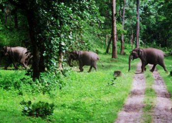 കാടിനുള്ളിലൂടെ നിരവധി പേർ അന്യസംസ്ഥാനങ്ങളിൽ നിന്നും കേരളത്തിലേക്ക് കടക്കുന്നു : പിടിച്ചാൽ കർശന നടപടിയെടുക്കുമെന്ന് വയനാട് ജില്ലാ കലക്ടർ