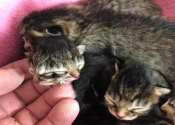 ഇരട്ടമുഖവുമായി ‘ബിസ്കറ്റും ഗ്രേവിയും‘; മരണത്തിന് വിട്ടു കൊടുക്കാതെ വീട്ടുകാർ (വീഡിയോ കാണാം)