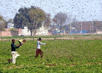 (200216) -- OKARA, Feb. 16, 2020 (Xinhua) -- Photo taken with mobile phone on Feb. 15, 2020 shows Pakistani farmers trying to avoid locusts swarming in Okara district in eastern Pakistan's Punjab province. Locust attack on crops incurred heavy financial losses to farmers in some areas of the country. (Str/Xinhua) (Xinhua/Stringer via Getty Images)