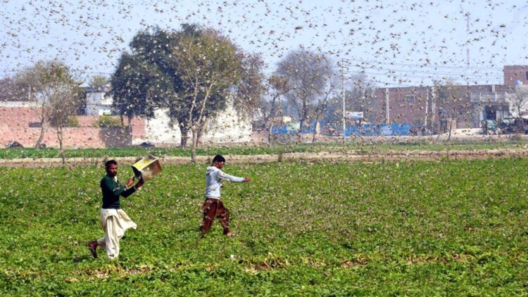 (200216) -- OKARA, Feb. 16, 2020 (Xinhua) -- Photo taken with mobile phone on Feb. 15, 2020 shows Pakistani farmers trying to avoid locusts swarming in Okara district in eastern Pakistan's Punjab province. Locust attack on crops incurred heavy financial losses to farmers in some areas of the country. (Str/Xinhua) (Xinhua/Stringer via Getty Images)