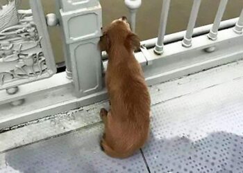 നദിയിലേക്ക് ചാടിയ യജമാനനെ കാത്ത് പുഴയരികില്‍ ദിവസങ്ങളോളം: നൊമ്പരമായി നായയുടെ ചിത്രം, ഏറ്റെടുത്ത് സോഷ്യല്‍മീഡിയ