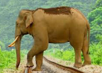 മലപ്പുറത്ത് പരിക്കേറ്റ് അവശനിലയിലായിരുന്ന കാട്ടാന ചെരിഞ്ഞു: വായിലും വയറിലും മുറിവുകള്‍, മനുഷ്യആക്രമണമാണോ എന്ന് അന്വേഷിക്കുന്നു