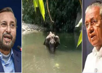 സ്‌ഫോടകവസ്തു നിറച്ച പൈനാപ്പിള്‍ കൊടുത്ത് ഗര്‍ഭിണിയായ ആനയെ കൊന്ന സംഭവത്തില്‍ കേന്ദ്രം ഇടപെടുന്നു:സംസ്ഥാന സര്‍ക്കാരില്‍ നിന്ന് വിശദീകരണം തേടി