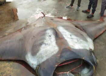 കൂറ്റൻ തിരണ്ടിയെ കുരുക്കി കർണാടകയിലെ മത്സ്യബന്ധനത്തൊഴിലാളി : ഭാരം 750 കിലോ