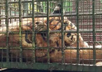 സഫാരി പാർക്കിൽ നിന്നും പുറത്തു ചാടിയ കടുവ പിടിയിൽ : മയക്കുവെടി വെച്ചു വീഴ്ത്തി അധികൃതർ