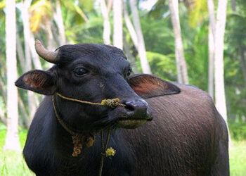 മിണ്ടാപ്രാണിയോട് കൊടും ക്രൂരത; കോട്ടയത്ത് ഒരു വയസ്സുള്ള പോത്തിൻ കുട്ടിയെ മരത്തിൽ കെട്ടിത്തൂക്കി