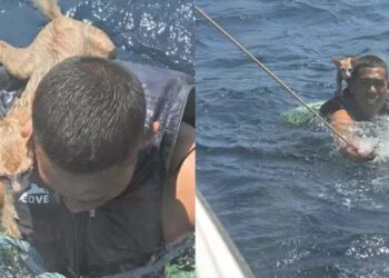 മുങ്ങുന്ന കപ്പലിൽ നിന്ന് പൂച്ചകളെ രക്ഷിക്കുന്ന നാവികസേന: സേനയുടെ ധൈര്യത്തെ അഭിനന്ദിച്ച്  സോഷ്യൽമീഡിയ