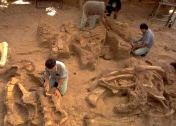 മേഘാലയിൽ 100 ദശലക്ഷം വര്‍ഷം പഴക്കമുള്ള ദിനോസറിന്റെ ഫോസിലുകള്‍ കണ്ടെത്തി