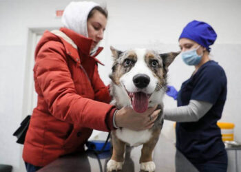 കൊവിഡ് പ്രതിരോധം; മൃഗങ്ങള്‍ക്ക് വാക്‌സിന്‍ നല്‍കി റഷ്യ; ആദ്യ ബാച്ചില്‍ നിര്‍മിച്ചത് 17,000 ഡോസ് കാര്‍ണിവക്-കോവ്