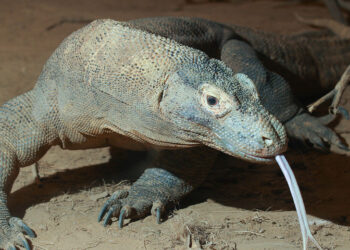 പല്ലിവർഗത്തിലെ ഏറ്റവും വലിയ ജീവി, ശക്തരിൽ ശക്തൻ, ഒത്തുകിട്ടിയാൽ എത്ര വലിയ ജീവിയെയും തിന്നാൻ കെൽപ്പുള്ളവൻ, പേര് കേട്ടാൻ തന്നെ തീ പാറും; കൊമോഡോ ഡ്രാഗൺ (വീഡിയോ കാണാം)