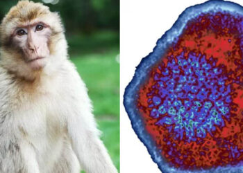 ചൈനയിൽ ‘മങ്കി ബി’ വൈറസ് ബാധിച്ച് ആദ്യ മരണം; മനുഷ്യരിൽ ബാധിക്കുന്നത് കേന്ദ്ര നാഡീ വ്യവസ്ഥയെ