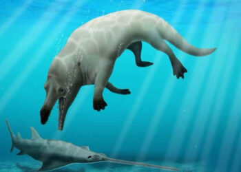 നാല് കാലുകളുള്ള ഭീമാകാരൻ തിമിംഗലത്തിന്റെ ഫോസിൽ കണ്ടെത്തി ഈജിപ്ഷ്യൻ പാലിയന്റോളജിസ്റ്റുകൾ; ഫോസിലിന് ഏകദേശം 43 ദശലക്ഷം വർഷം പഴക്കമുണ്ടെന്ന് അനുമാനം