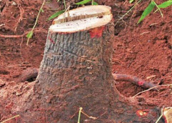 അട്ടപ്പാടിയില് ചന്ദനക്കടത്ത്; പത്തു കിലോ ചന്ദനവുമായി രണ്ടുപേര് പിടിയില്; ഒരാള് ഓടി രക്ഷപ്പെട്ടു