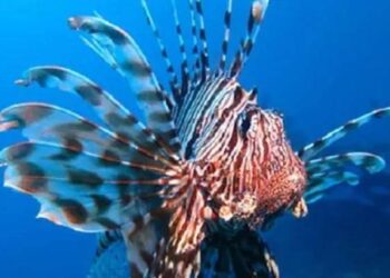 ഈ മത്സ്യത്തിന്റെ കുത്തേറ്റാൽ മതി പക്ഷാഘാതം സംഭവിക്കാം , മരണവും സംഭവിക്കാം :തീരദേശത്ത് ജാഗ്രതാനിർദ്ദേശം