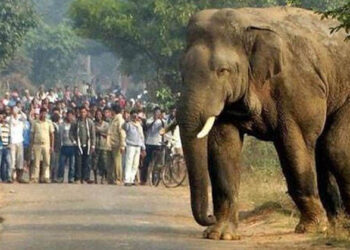 നവരാത്രി പൂജ നടക്കുന്നയിടത്ത് നാശം വിതച്ച് കൊലയാളി കൊമ്പനാന ; രണ്ടുപേർ ഗുരുതരാവസ്ഥയിൽ