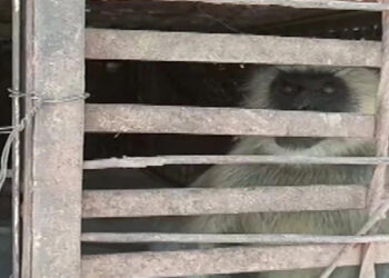 മഹാരാഷ്ട്രയിലെ പ്രതികാര കൂട്ടക്കൊല; 2 ‘പ്രതികൾ‘ പിടിയിൽ; സാമൂഹിക മാധ്യമങ്ങളിൽ ട്രോൾ മഴ