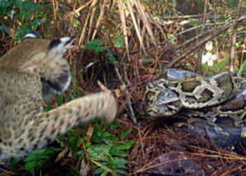 ബർമീസ് പെരുമ്പാമ്പിനെ ആക്രമിച്ച കാട്ടുപൂച്ച കൂടും മുട്ടകളും തകർത്തു (വീഡിയോ)