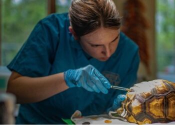 ചക്രക്കാലുകളിൽ ജീവിതം തിരിച്ചുകിട്ടിയ മഡഗാസ്കർ ആമ: കള്ളക്കടത്തുകാരിൽ നിന്ന് പിടിച്ചെടുത്ത മൂന്നുകാലുകളുള്ള ആമ മൃഗശാലയിൽ സുഖം പ്രാപിക്കുന്നു