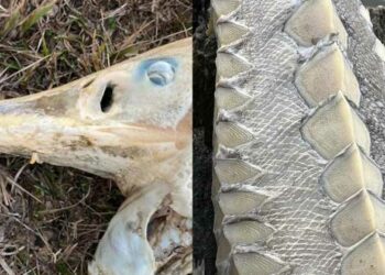 ലിവിം​ഗ് ദിനോസറിന്റെ ശരീരാവശിഷ്ടങ്ങൾ കരയ്ക്കടിഞ്ഞു; അമ്പരന്ന് നാട്ടുകാർ