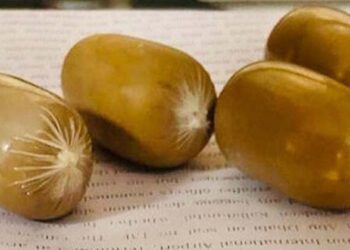 മലദ്വാരത്തിൽ ക്യാപ്സ്യൂൾ രൂപത്തിലാക്കി സ്വർണക്കടത്ത്; സഹിൻ കടത്തിയത് 48 ലക്ഷം രൂപയുടെ സ്വർണം