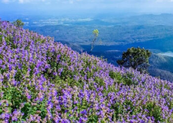 നീലക്കുറിഞ്ഞി നശിപ്പിച്ചാൽ 25,000 രൂപ പിഴയും മൂന്ന് വർഷം തടവും; ഉത്തരവുമായി കേന്ദ്ര വനം-പരിസ്ഥിതി മന്ത്രാലയം