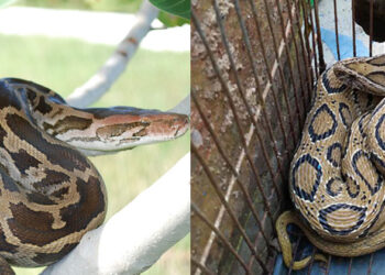 പെരുമ്പാമ്പെന്ന് തെറ്റിദ്ധരിച്ച് പോയി പിടിക്കരുത്; ഇത് ആളു വേറെയാണ് ; അരക്കടി പോലും വേണ്ട പടമാകാൻ ; തിരിച്ചറിയുന്നതിങ്ങനെ