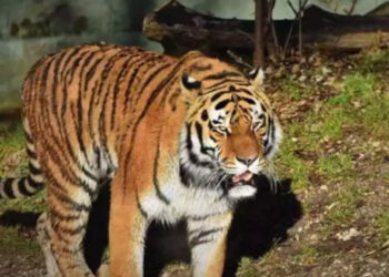 വയനാട്ടിൽ കടുവയെ മയക്കുവെടിവെച്ച് പിടികൂടി; പ്രദേശവാസികൾക്ക് ജാഗ്രതാ നിർദ്ദേശം