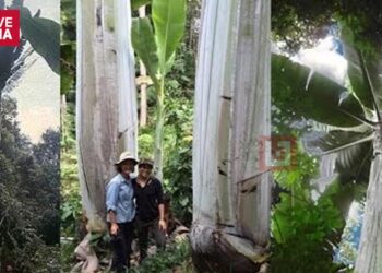 ലോകത്തിലെ ഏറ്റവും വലിയ വാഴക്കുല ; നോട്ടപിശകില്ലാതെ വളരുന്ന വാഴയിൽ നിന്ന് ലഭിക്കുക 300 ലധികം വാഴപ്പഴങ്ങൾ