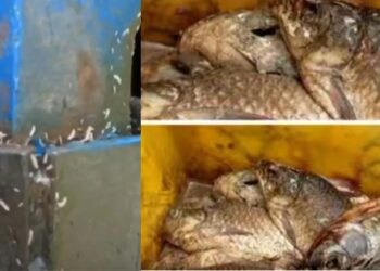 പുഴുവരിച്ച് അഴുകിയ നിലയിൽ രണ്ട് കണ്ടയ്‌നർ മത്സ്യം ചില്ലറ വിൽപ്പനയ്ക്ക് ; പിടികൂടി നഗരസഭ