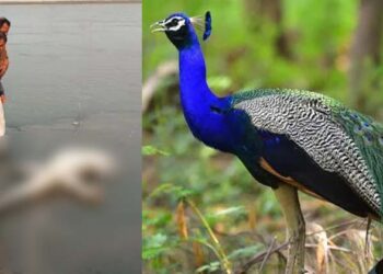 മയിലിനെ വിഴുങ്ങിയ മുതല ചത്തനിലയിൽ; ശ്വാസതടസം കാരണമെന്ന് പ്രാഥമിക നിഗമനം