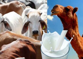 പശുവിൻ പാലോ ഒട്ടക പാലോ ? കൊഴുപ്പ് കൂടുതൽ ഏതിന് ?