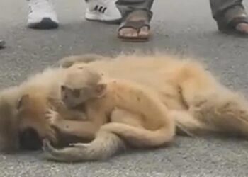 ഹൃദയഭേദകം ഈ കാഴ്ച; വണ്ടിയിടിച്ച് മരിച്ച അമ്മയുടെ മൃതദേഹം കെട്ടിപ്പിച്ച് കരയുന്ന കുട്ടിക്കുരങ്ങ്