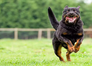 13 വർഷം മുൻപ് 72കാരനെ നായ കടിച്ച കേസ്; ഉടമയ്ക്ക് മൂന്ന് മാസം തടവ്ശിക്ഷ വിധിച്ച് കോടതി