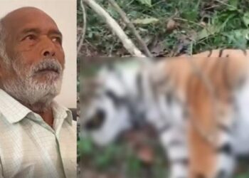 വയനാട്ടിൽ കടുവ ചത്ത സംഭവം;പാർക്കിൻസൺസ് രോഗിയായ സ്ഥലമുടമക്കെതിരെ കേസെടുത്തിൽ പ്രതിഷേധം ശക്തം