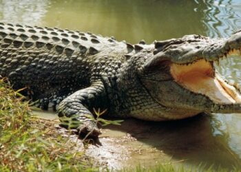 പൊന്നോമന ഗമോറ ; ഉറങ്ങുന്നത് യുവാവിനൊപ്പം കട്ടിലിൽ; പട്ടിയും പൂച്ചയുമൊന്നുമല്ല ഇത് ആളു വേറെയാണ്