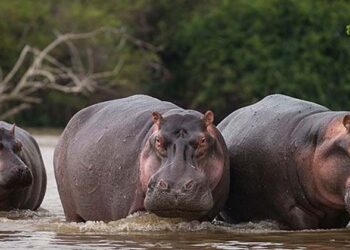 സസ്യഭുക്കാണ്; പക്ഷേ ഒരൊറ്റ കടികൊണ്ട് മനുഷ്യശരീരത്തെ രണ്ടാക്കി മുറിയ്ക്കും; അറിയാം ആഫ്രിക്കയിലെ ഏറ്റവും അപകടകാരികളായ ഹിപ്പോകളെക്കുറിച്ച്