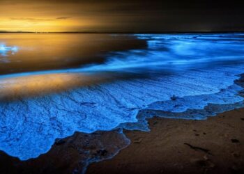 ഫോട്ടോഷോപ്പല്ല, ഈ സുന്ദരക്കാഴ്ചകൾ സത്യമാണ്! രാത്രിയിൽ തിളങ്ങുന്ന ലോകത്തിലെ അഞ്ച് ബീച്ചുകൾ