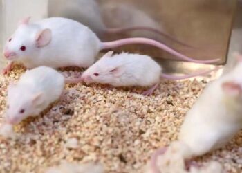 രണ്ട് ആണെലികളിൽ നിന്ന് കുഞ്ഞെലികൾ; അമ്മ വേണ്ട; 10 കൊല്ലത്തിനുള്ളിൽ മനുഷ്യരിലും പരീക്ഷിക്കാമെന്ന് ശാസ്ത്രലോകം