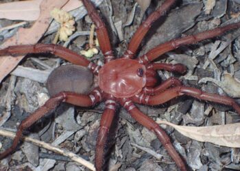 കണ്ടാല് ഞെട്ടുന്ന ഭീമാകാരന് എട്ടുകാലി! ഭീമന് എട്ടുകാലിയുടെ പുതിയ വര്ഗ്ഗത്തെ ഓസ്ട്രേലിയയില് കണ്ടെത്തി