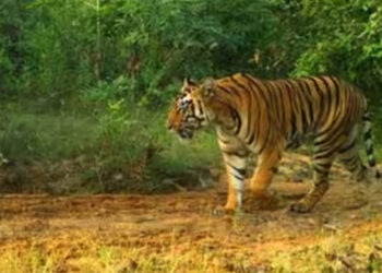 ഇരട്ടയാറിൽ വീണ്ടും കടുവയെത്തി; കണ്ടത് രാത്രി ജോലി കഴിഞ്ഞ് മടങ്ങിയ പ്രദേശവാസി; പിടികൂടാൻ കൂട് സ്ഥാപിക്കും