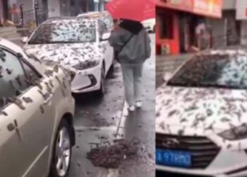 ചൈനയിൽ പുഴുമഴ; റോഡിലൂടെയും കാറിന് മുകളിലൂടെയും അരിച്ചുനടന്ന് പുഴുക്കൾ; വൈറലായി വീഡിയോ